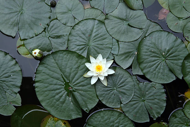 lilypad - lotus water lily isolated lily stock-fotos und bilder