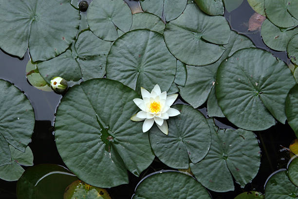 lilypad - lotus water lily white flower foto e immagini stock