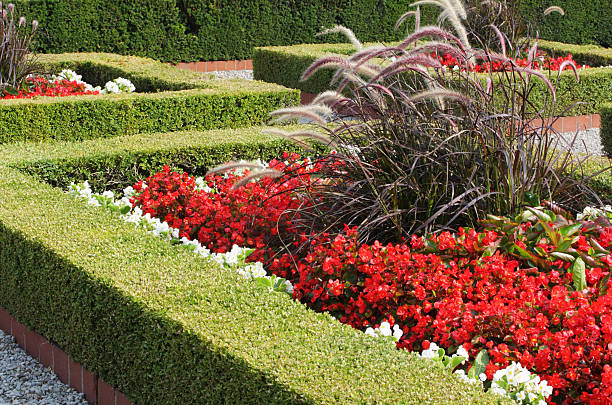 Topiary box hedge gardens Landscaped formal gardens with topiary box hedges ornamental grass Foxtail Millet and begonia flowers knot garden stock pictures, royalty-free photos & images