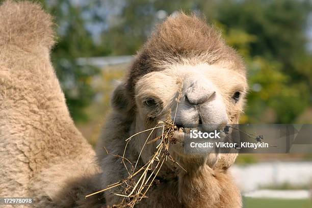 Kamel Stockfoto und mehr Bilder von Blick in die Kamera - Blick in die Kamera, Einzelnes Tier, Fotografie