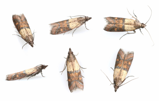 Moth Plodia Interpunctella