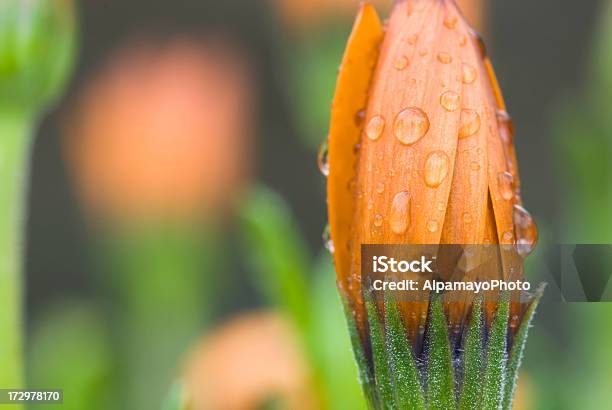 Chiusa Fiori Arancio Osteospermum - Fotografie stock e altre immagini di Acqua - Acqua, Aiuola, Ambientazione esterna