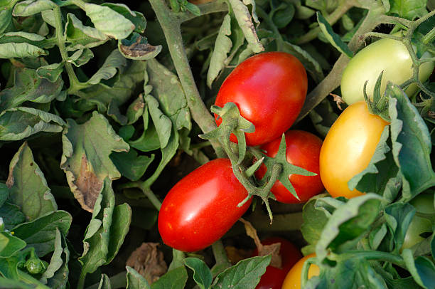 close-up di maturazione roma maturi sul vine - plum tomato immagine foto e immagini stock