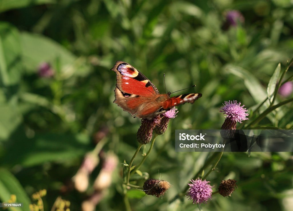 Der Schmetterling auf einer Blume - Lizenzfrei Allgemein beschreibende Begriffe Stock-Foto