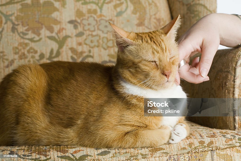 Kätzchen Katze sich Haustier - Lizenzfrei Augen geschlossen Stock-Foto