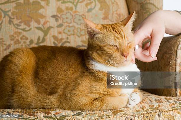 Kätzchen Katze Sich Haustier Stockfoto und mehr Bilder von Augen geschlossen - Augen geschlossen, Bewegung, Blumenmuster