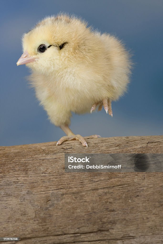 Tanz chick - Lizenzfrei Bizarr Stock-Foto