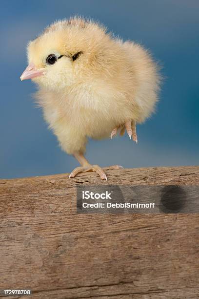 Tanz Chick Stockfoto und mehr Bilder von Bizarr - Bizarr, Blau, Blick in die Kamera