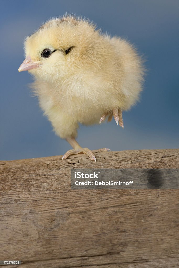 Danse chick - Photo de Animal nouveau-né libre de droits