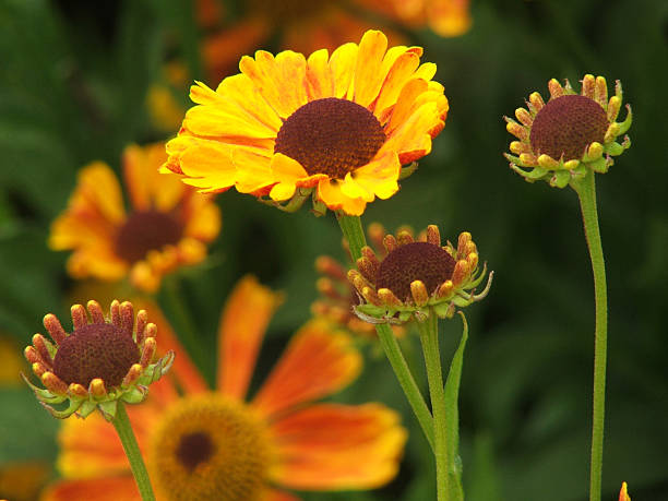 Golden fiori - foto stock