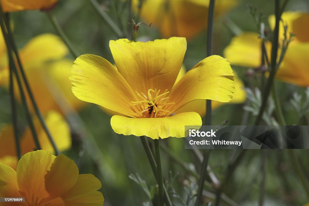 Gelbe California golden poppy Eschscholzia californica in Großbritannien " - Lizenzfrei Blume Stock-Foto