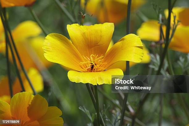 Giallo Papavero Della California Eschscholzia Californica Campo Nel Regno Unito - Fotografie stock e altre immagini di Ambientazione esterna