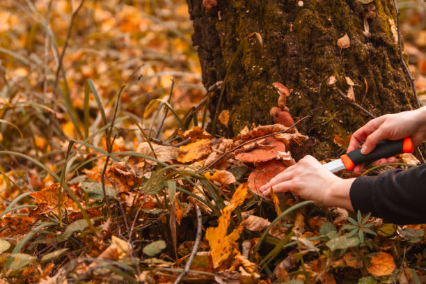 istock searching for mushrooms in autumn forest 1729789415