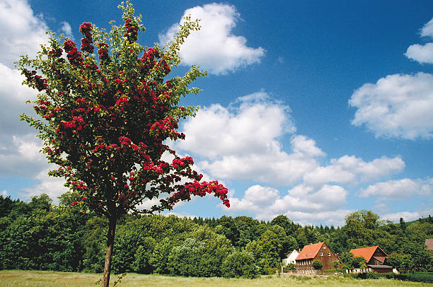 istock View to a Village in the Harz 172979022