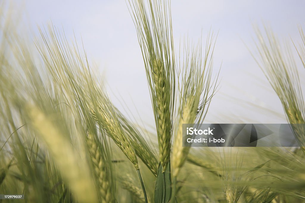 Campo de cebada - Foto de stock de Agricultura libre de derechos