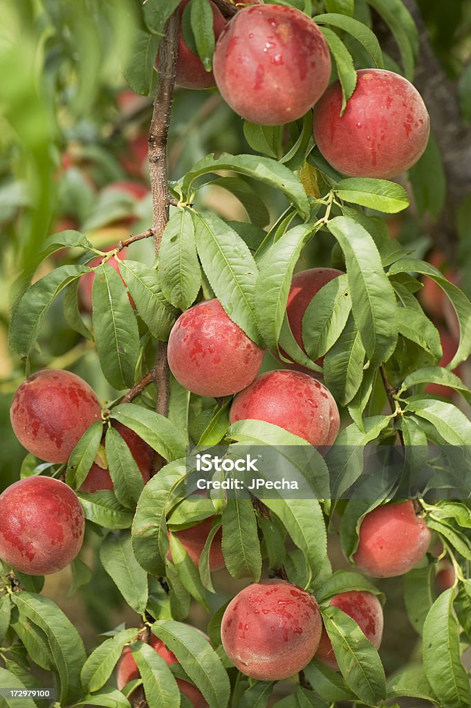 Abundantes maduro listo para recoger Peach Tree in the Orchard - Foto de stock de Abundancia libre de derechos