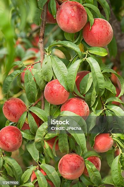 Abundantes Maduro Listo Para Recoger Peach Tree In The Orchard Foto de stock y más banco de imágenes de Abundancia