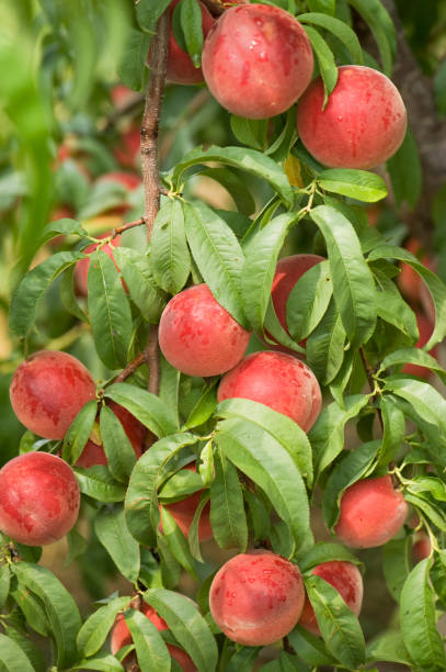 istock Abundant Ripe Ready to Pick Peach Tree in the Orchard 172979100