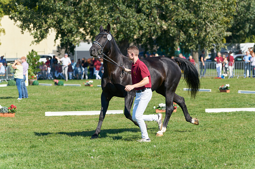Magdeburg, Germany – September 16, 2023: Presentation of a horse at the harvest festival in Magdeburg