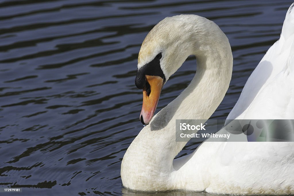 Agresiva cisne blanco común cisne olor cruceros en un velero - Foto de stock de Agresión libre de derechos