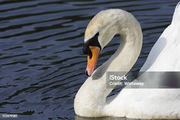 Agresiva Cisne Blanco Común Cisne Olor Cruceros En Un Velero Foto de stock y más banco de imágenes de Agresión