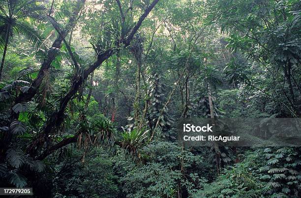 Rainforest Stock Photo - Download Image Now - Forest, Textured Effect, Tijuca National Park