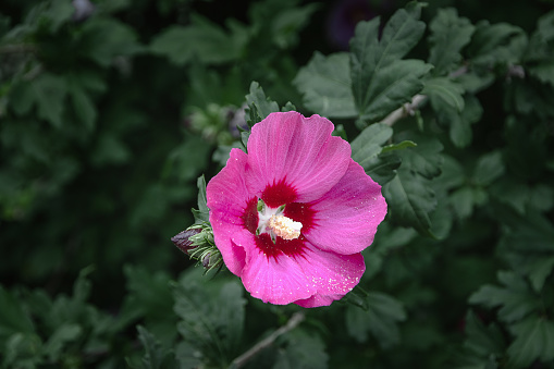 Pink hibiscus flower on a green background. Hibiscus Syriac is an ornamental flowering plant. A beautiful hibiscus flower on a branch. Pink hibiscus Syrian. Purple-purple flowers in the sun.