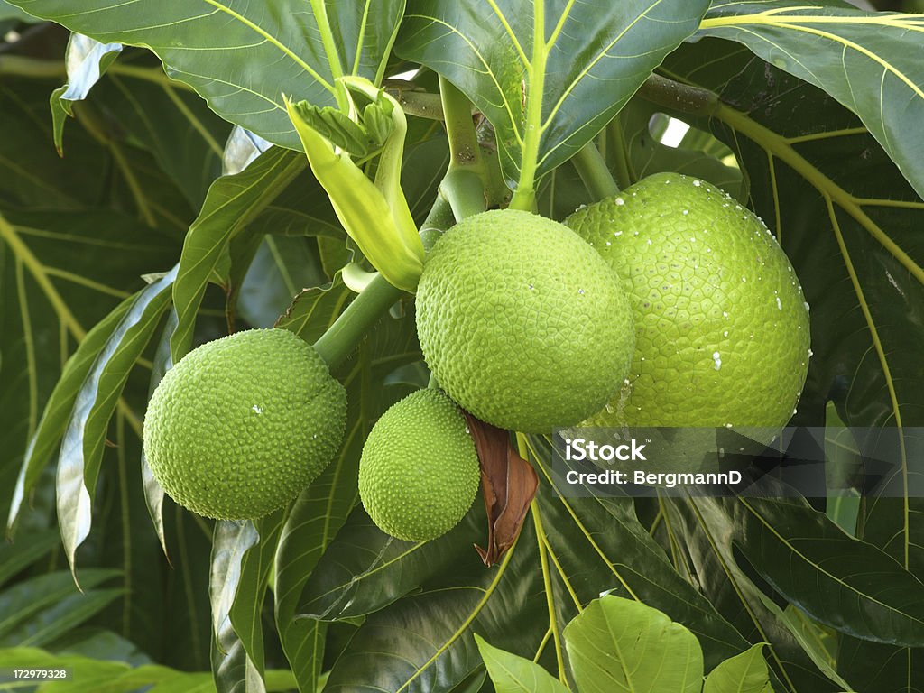 Breadfruit #4 Breadfruit (Artocarpus altilis).  This was photographed in Puerto Rico. Cheese Plant Stock Photo