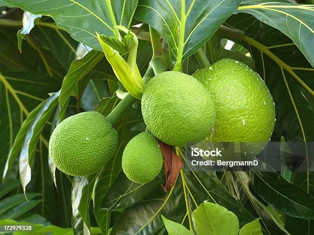Breadfruit 4 Stock Photo - Download Image Now - Cheese Plant, Breadfruit, Puerto Rico