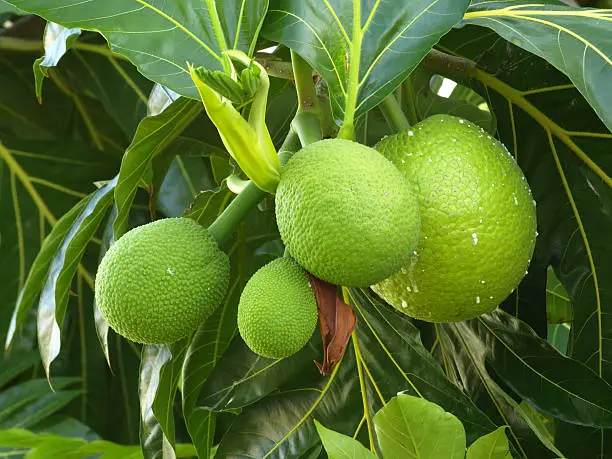 Breadfruit (Artocarpus altilis).  This was photographed in Puerto Rico.