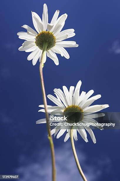 데이지 아이리스입니다 잎과 스카이 백라이트 0명에 대한 스톡 사진 및 기타 이미지 - 0명, 꽃-꽃의 구조, 꽃-식물