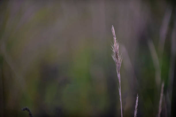 istock Grass in countryside pampas Argentina 1729794850
