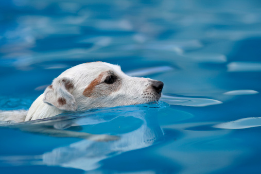 Dog swimming in cristal waterRelated Light Box :