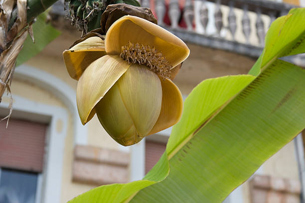 Banana Tree flower stock photo