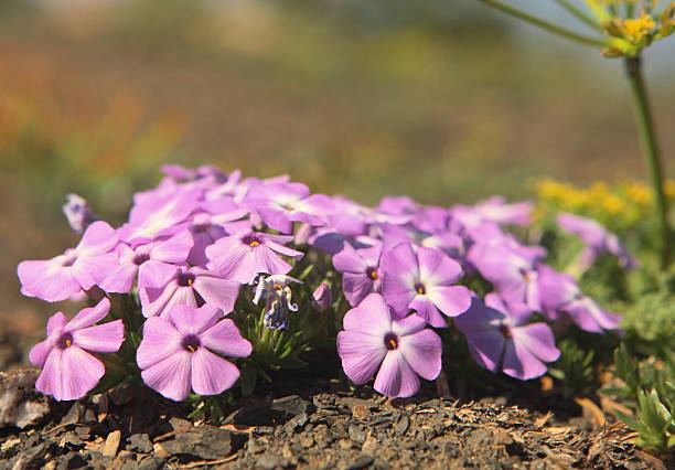 phlox lavanda fiori di campo - plant size foto e immagini stock