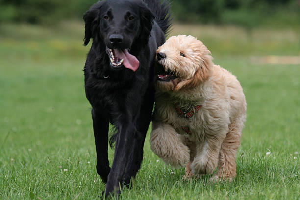 jugando los perros. - two dogs fotografías e imágenes de stock