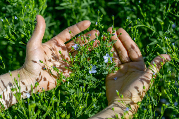 le mani femminili tengono le piante di lino con i fiori sullo sfondo di un campo di lino - seed flax seed human hand food foto e immagini stock