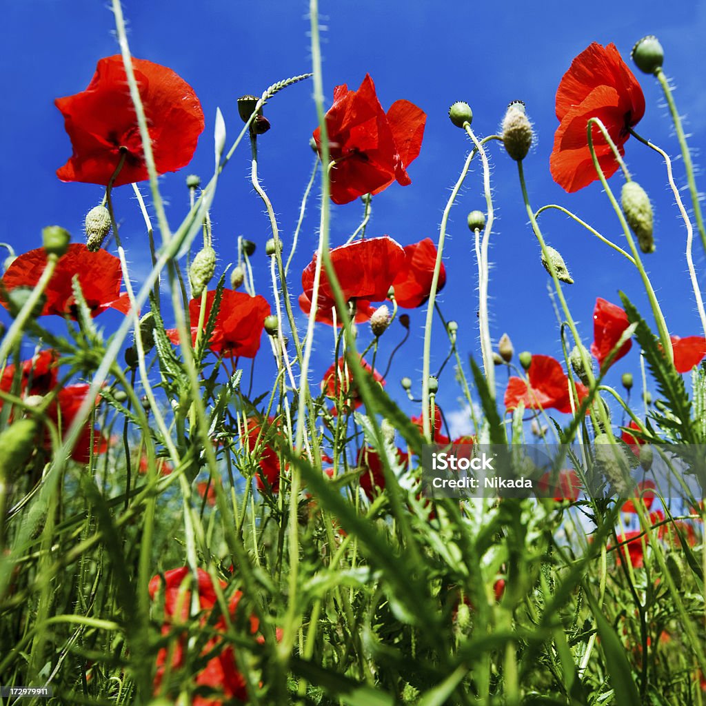 Verão Papaveráceas - Royalty-free Agricultura Foto de stock