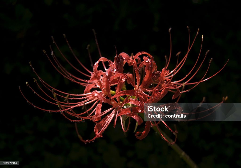 Red Spider Lily with nectar drops Red Spider Lily bejewelled with glistening drops of nectar against a dark background. Black Color Stock Photo
