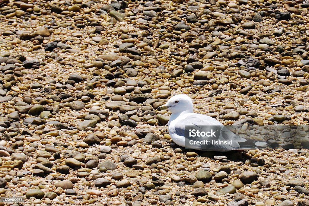 Seagull On A 록키 플라주 - 로열티 프리 0명 스톡 사진