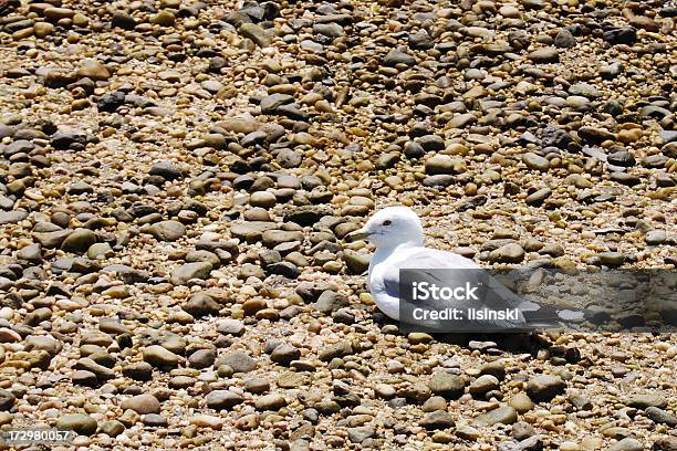 Seagull On A 록키 플라주 0명에 대한 스톡 사진 및 기타 이미지 - 0명, 갈매기, 노스 쇼어-오아후