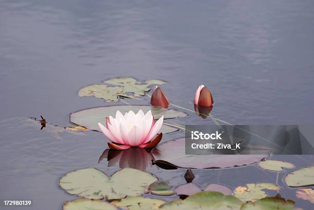 수련 0명에 대한 스톡 사진 및 기타 이미지 - 0명, 꽃 한송이, 꽃-꽃의 구조