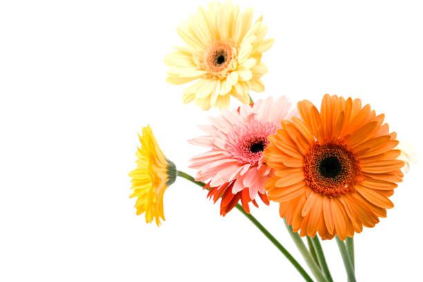 istock Bouquet of flowers 172980197