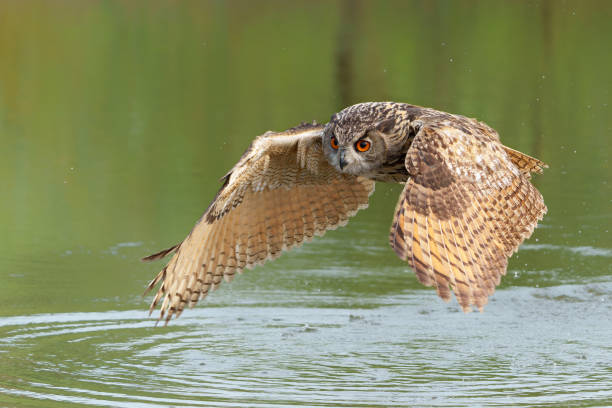 istock European Eagle Owl flying over a lake 1729802027
