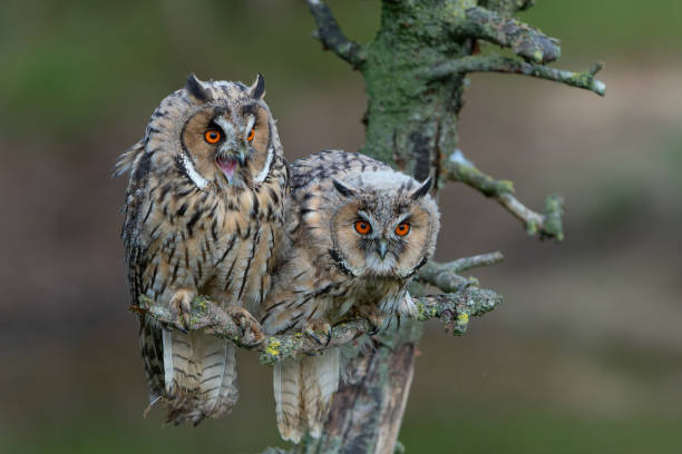 istock long-eared owl on a branch 1729803154
