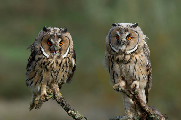 istock long-eared owl on a branch 1729803156