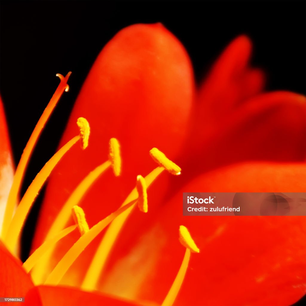 fiore - Foto stock royalty-free di Close-up