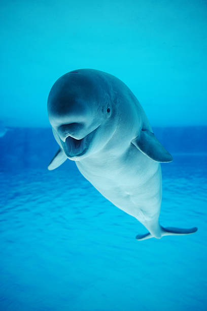 Beluga whale swimming in a clear pool stock photo