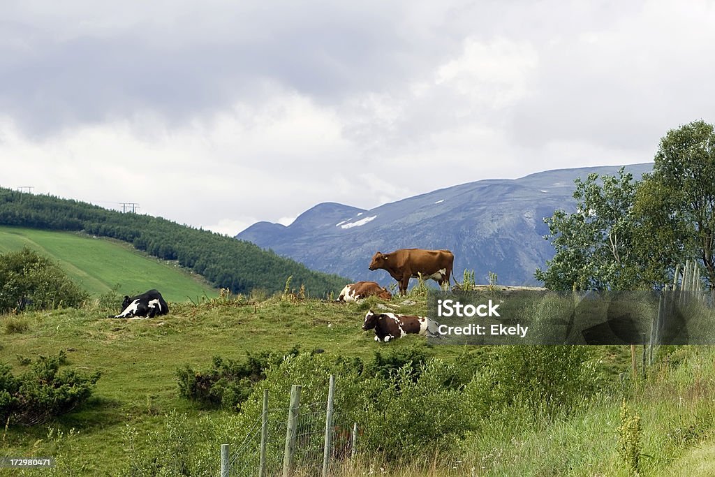 Krowy w norweskiej góry. - Zbiór zdjęć royalty-free (Bydło domowe)