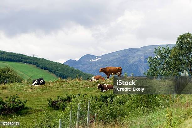 Foto de As Vacas Em Norueguês Montanhas e mais fotos de stock de Fêmea de mamífero - Fêmea de mamífero, Gado Doméstico Bovino, Noruega